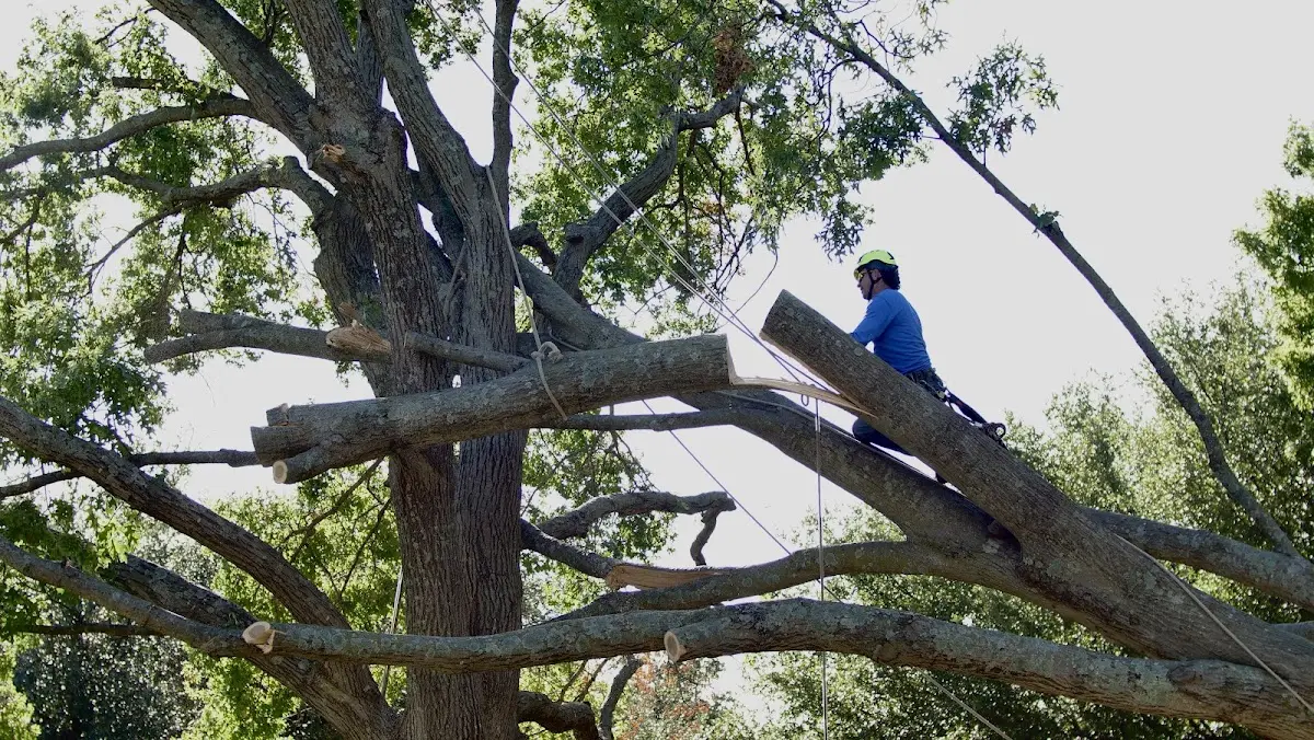 Professional Crown Thinning performed by certified arborists in Morse