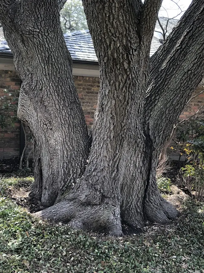 Mature heritage tree close to a Morse property cared for by certified arborists